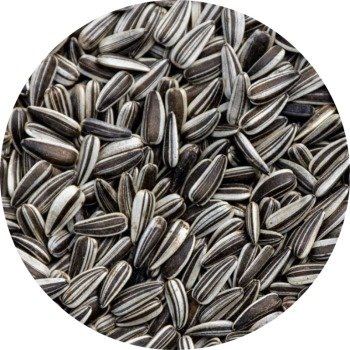Striped Sunflower Seeds